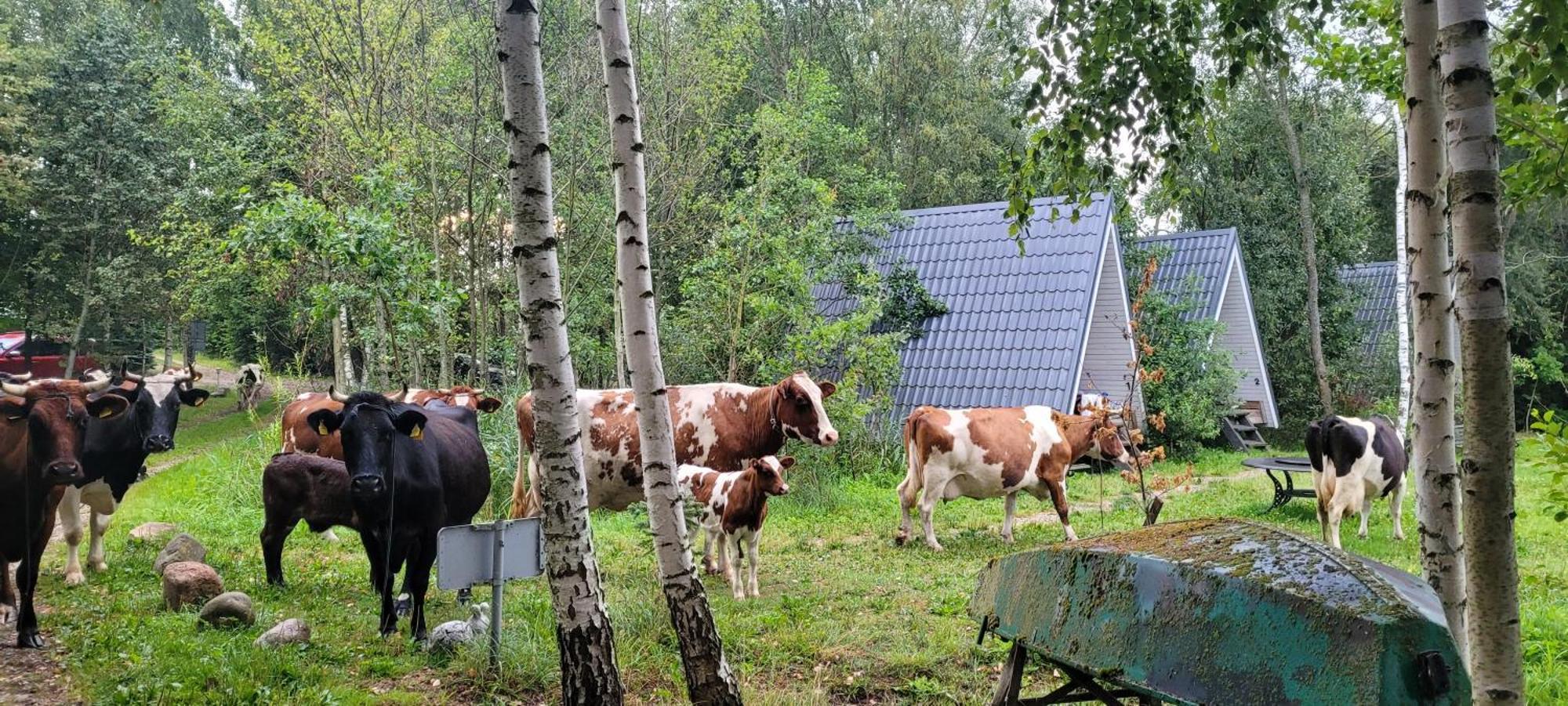 Vigio Brasta Camping Elektrenai Buitenkant foto
